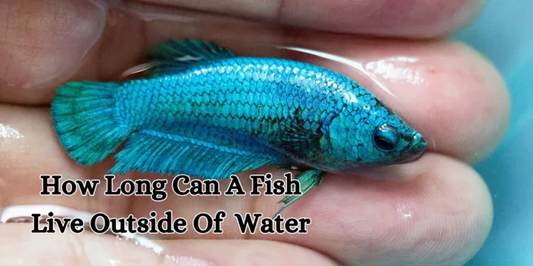 how long can a fish live outside of water (1)